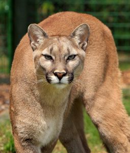 mountain lions in north america