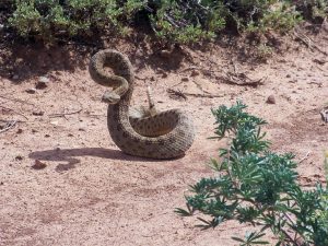 are rattlesnakes afraid of humans