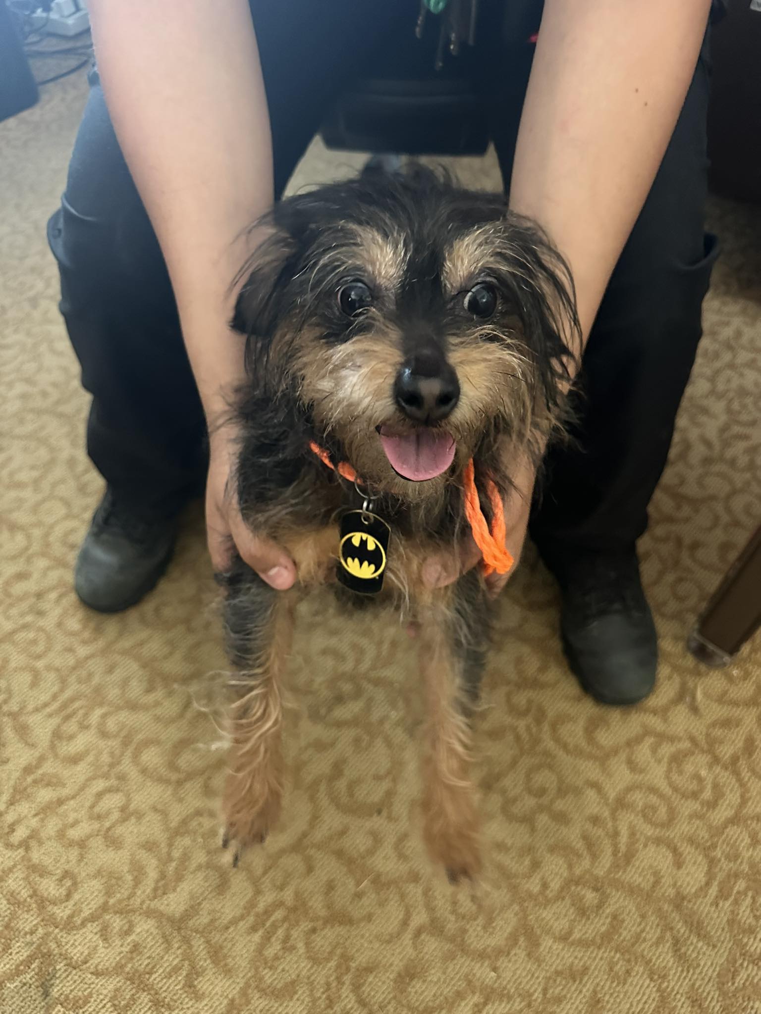 Dog Licensing available online | H.A.S. - Humane Animal Services