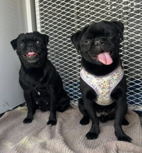 Pugs 