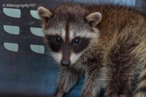 Young Raccoon